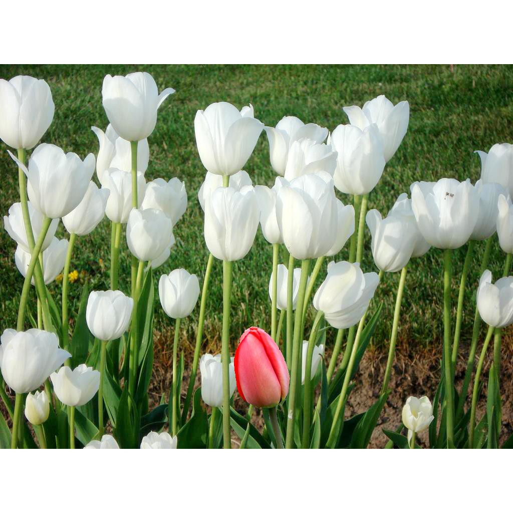 Bộ 5 củ giống hoa tulip hoa màu trắng - TULIPT