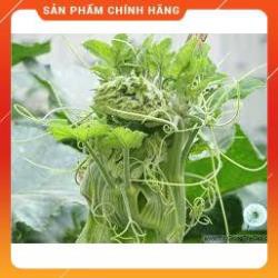 HẠT GIỐNG BÍ SIÊU NGỌN THÂN MẬP GÓI 20 GRAM