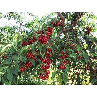 hạt giống cherry mỹ f1
