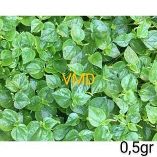 Hạt giống Rau Càng Cua