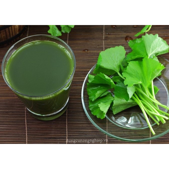 Hạt giống rau má lá nhỏ ngon ngọt - rau củ quả trồng chậu, sân vườn ban công ngon giòn ngọt nảy mầm cao 1gr RADO 05