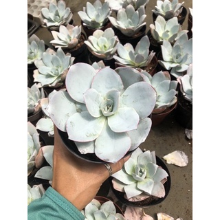 Sen đá Hạc Trắng 16cm