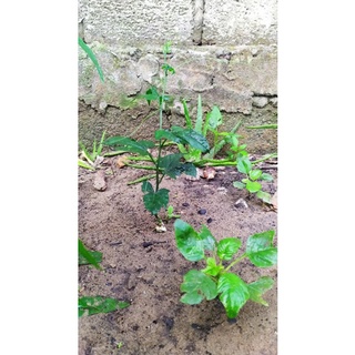 Cây giống gấc nếp