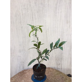 2 Cây Mai Cúc 2 Tầng