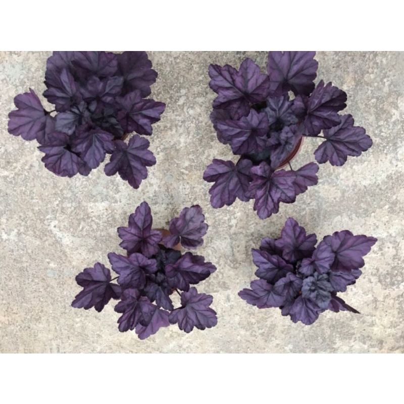 Cây chuông san hô hêu che ra.