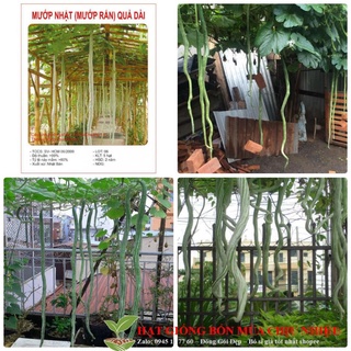Hạt giống mướp rắn 10 hạt