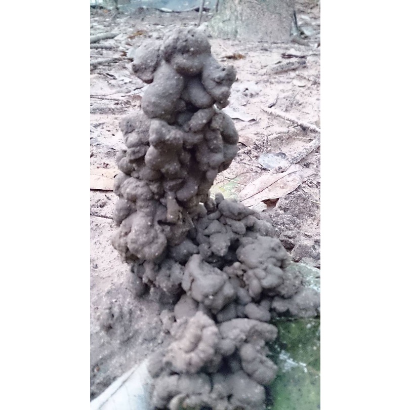 Khoáng chất đặc biệt cho chim cu gáy và nhiều loại chim khác