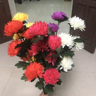 hoa cúc vạn thọ vải. 25k/cành