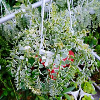 [Chuyên bán sỉ] Lan tim cẩm thạch