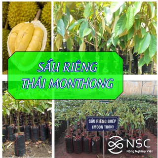 [NHẬP I2L4NSC10 GIẢM 10K] Giống cây Sầu riêng Thái Monthong  Dona CAM KẾT GIỐNG CHUẨN F1 tại NSC - Chợ Lách, Bến Tre