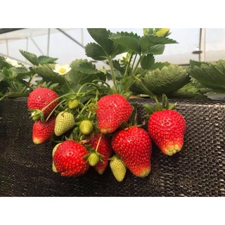 Hạt giống dâu tây chịu nhiệt Quả To dễ trồng tỷ lệ nảy mầm 95%