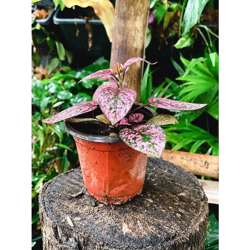 Cây Hypoestes phyllostachya Pink Splash (Thương Đao Dược Hồng) chậu nhựa