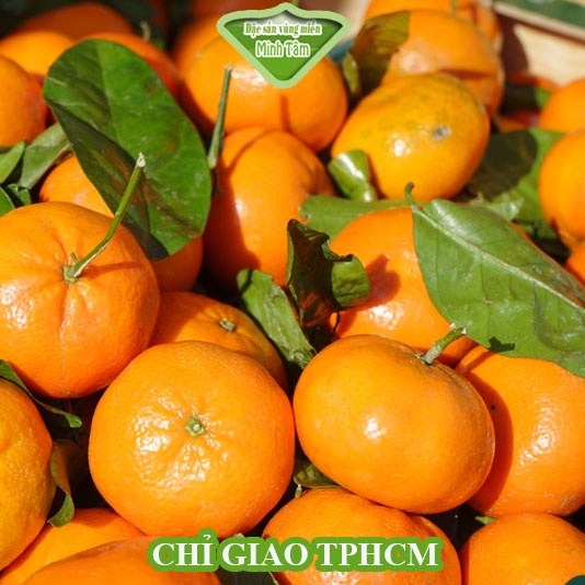 Quýt thái chín cây tươi ngon