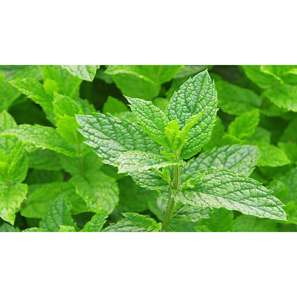 100gr Bột mặt nạ tươi dẻo collagen tinh chất bạc hà Handmade