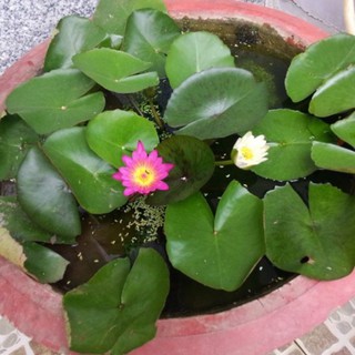 Kho buôn Set 5 Hạt Hoa Súng Mini Thái Lan