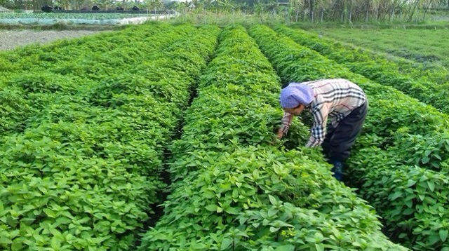 Tinh dầu bạc hà ( Hàng chính hãng có tem chống giả của Công ty TNHH MTV Sản xuất Tinh dầu Bé Thơ)