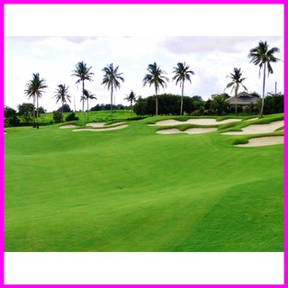 HẠT GIỐNG CỎ TRỒNG THẢM BERMUDA - 50Gr - Mina Shop