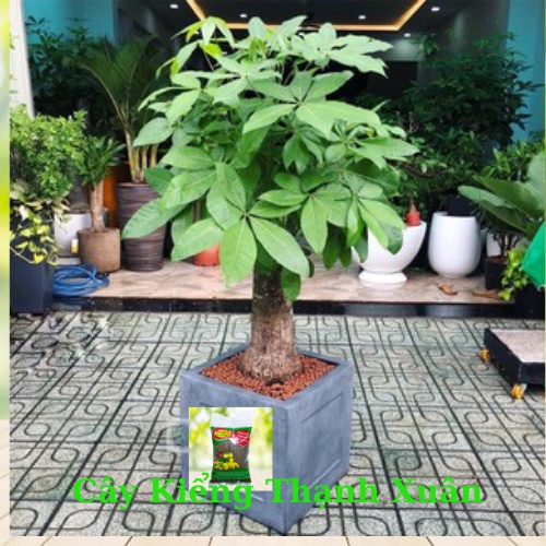 Viên đất sét nung trồng xương rồng,sen đá, thủy canh, lọc nước THAILAND