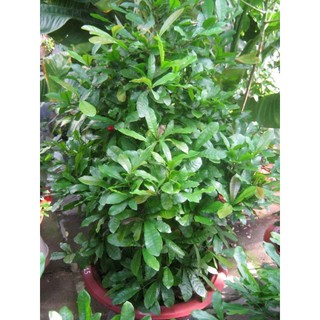 Cây Thần Kỳ trưởng thành