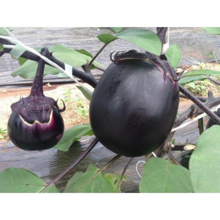 Hạt Giống Cà Tím Tròn Qủa To  -Dễ Trồng, Năng Suất Cao - MUA 3 TẶNG 1 CÙNG LOẠI