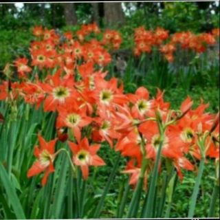 10 củ Hoa huệ tây, Củ hoa loa kèn