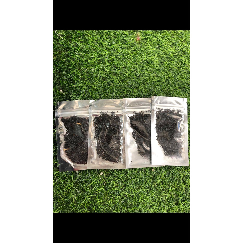 Hạt giống thủy sinh