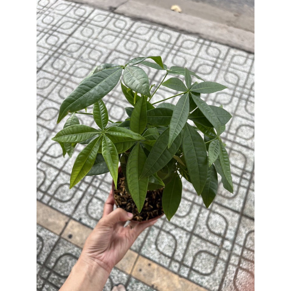 Siêu vọt đọt, phát chồi mạnh, nảy lộc nhanh, lá xanh nhanh, phân bón lá gói 100gr
