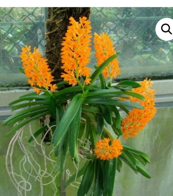 Hoa lan hỏa hoàng cam 1 cây