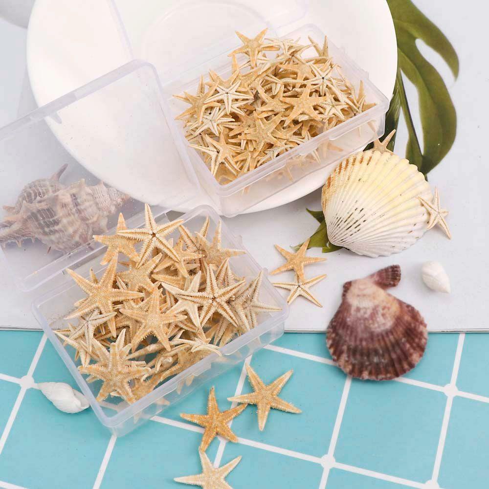 Augustine Hộp Vỏ Sò Sao Biển Nhiều Kích Cỡ Làm Đồ Thủ Công Resin Epoxy Resin Thủ Công