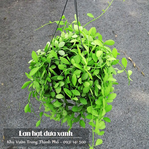 Lan hạt dưa xanh chậu treo