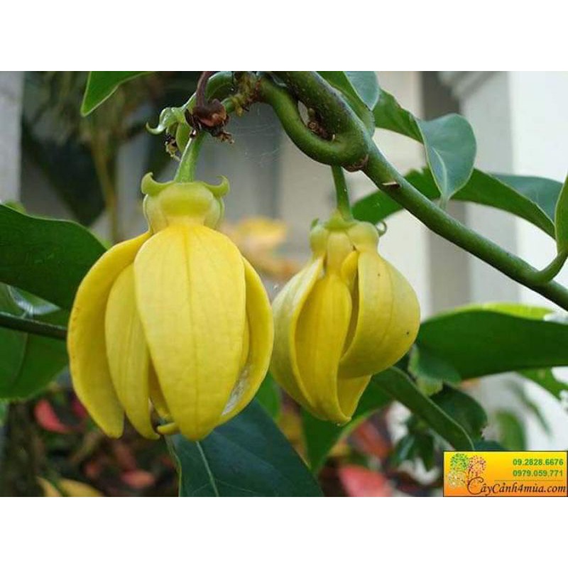 Giống Móng Rồng cây to
