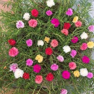 1 lạng hạt giống hoa mười giờ kép nhiều màu