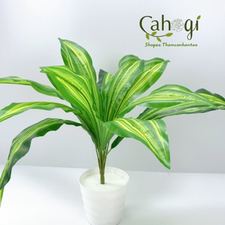 Cây Giả - Cây Thiết Mộc Lan Nhựa PVC 50 cm