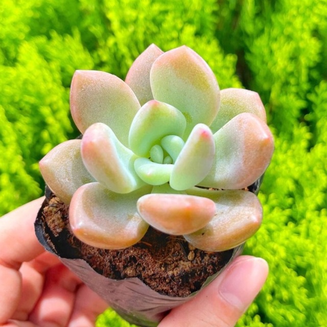 Sen đá sỏi cam 3-5cm
