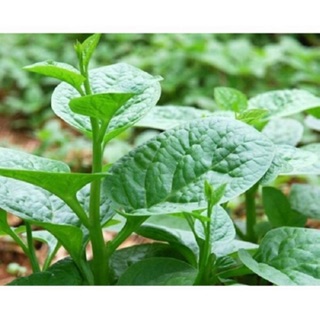 Hạt giống rau Mồng Tơi - 20gr/gói