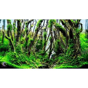 Lũa Rễ Rừng (100g) - ghép bonsai, bố cục