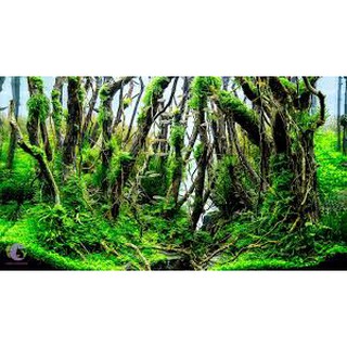 Lũa Rễ Rừng (100g) - ghép bonsai, bố cục