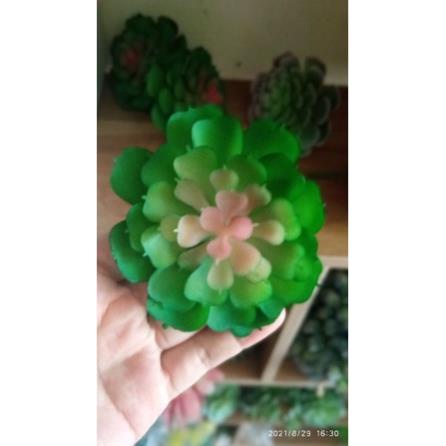 Cây giả- sen đá mini - 8cm ( để Free ship CHAT ngay với người bán)