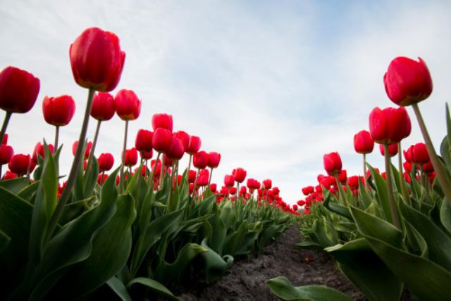 Củ hoa tulip màu đỏ đậm trồng tết