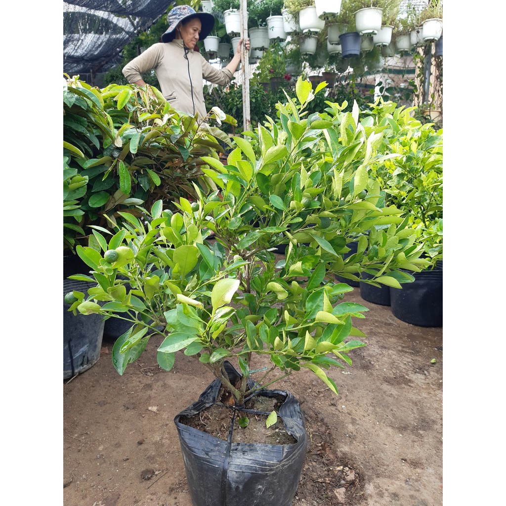 Cây quất chua đang trái xum xuê