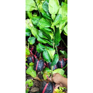 Giống Bưởi Da Xanh Ruột Hồng
