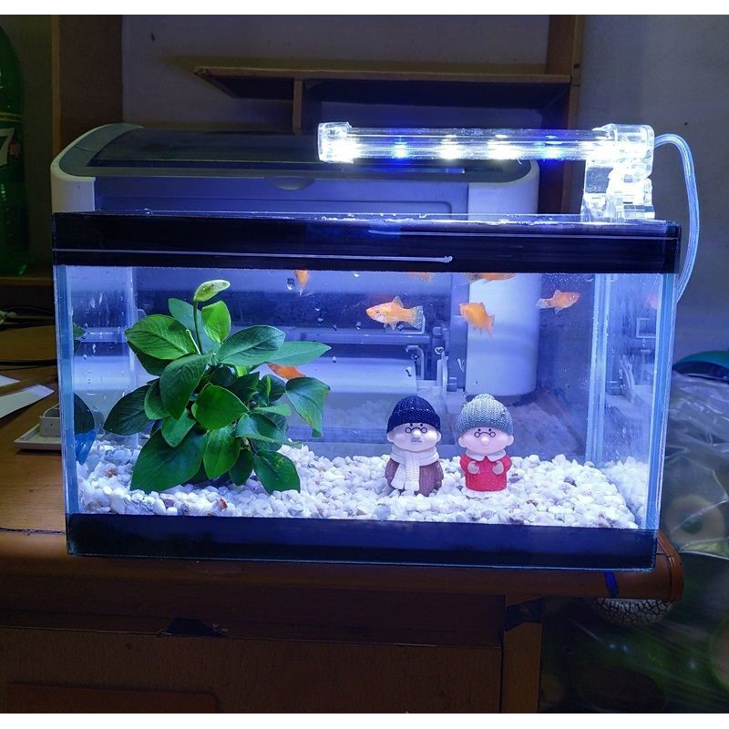 Bể cá mini dài 24 cm với 5 món (bể, sỏi nền, đèn led, ráy thủy sinh, pk OB lão to)