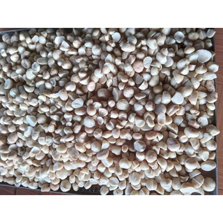 Hạt Macca nhân ĐakLak 500g