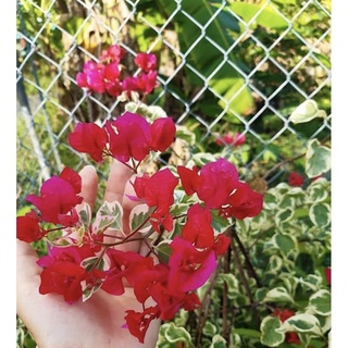 hoa giấy Cẩm thạch đỏ, vàng