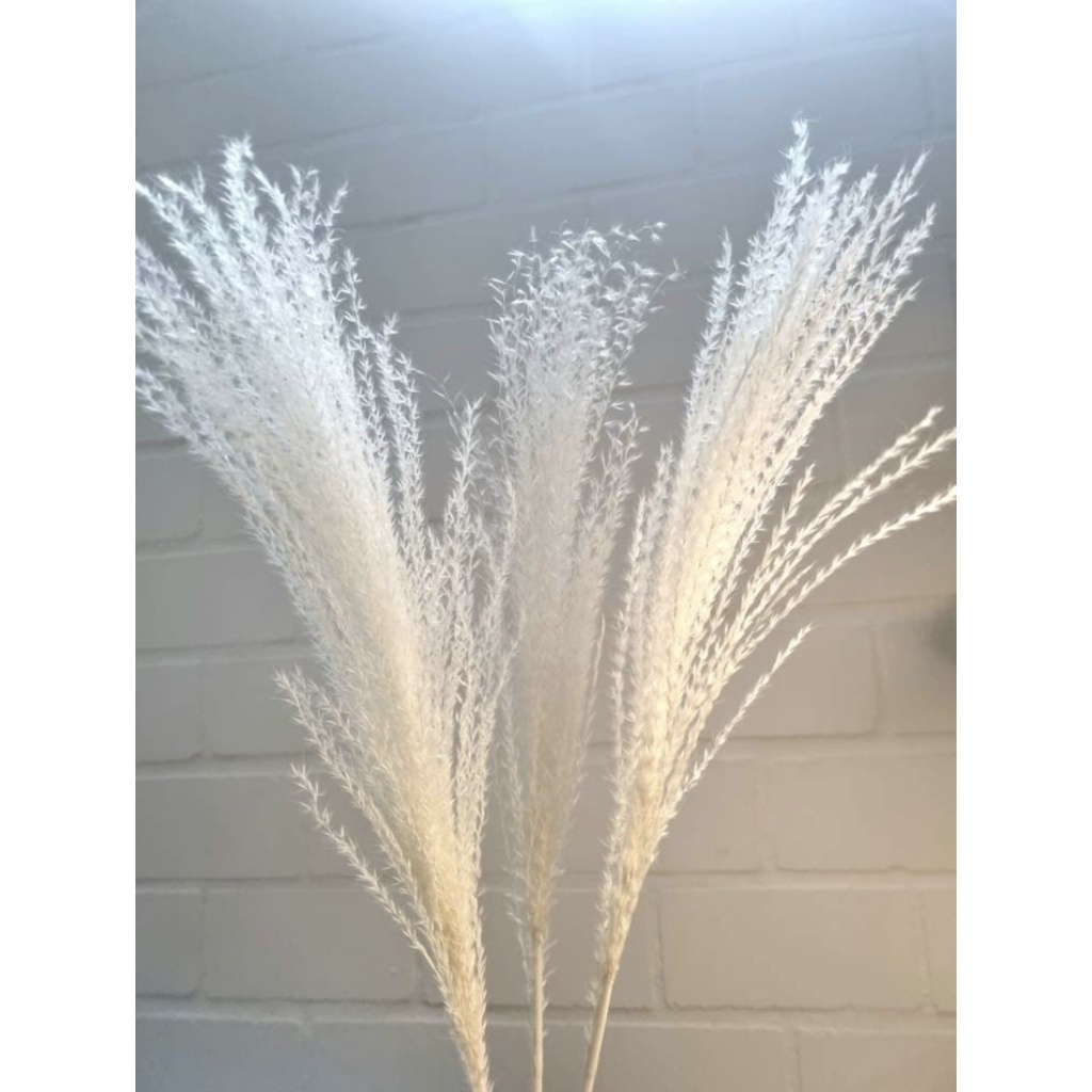 Bó Cành lau tóc tiên khô decor siêu xinh