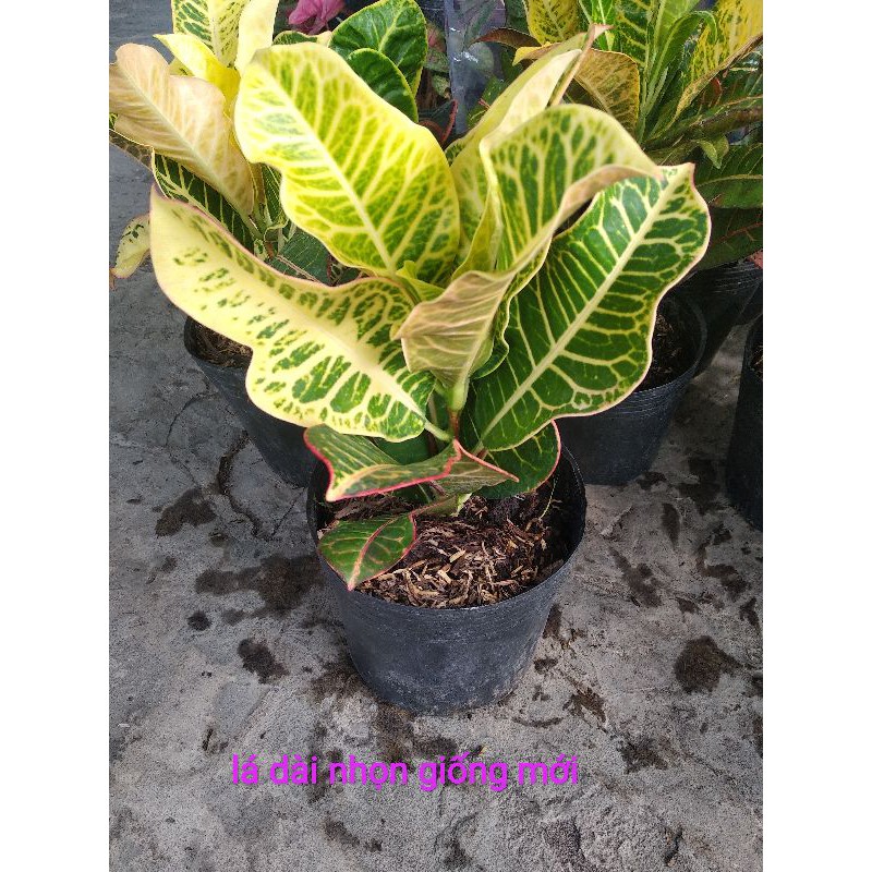 Croton thái cây lá màu