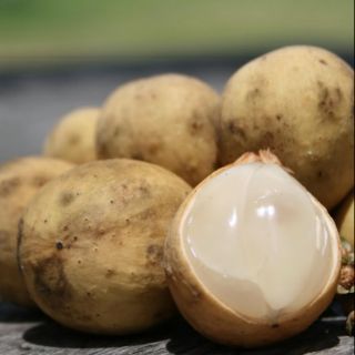 Cây giống bòn bon