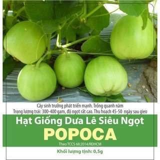 [hàng sẵn]  Hạt Giống Dưa Lê Popoca Gói 0,5 g Siêu Trái, Siêu Ngọt