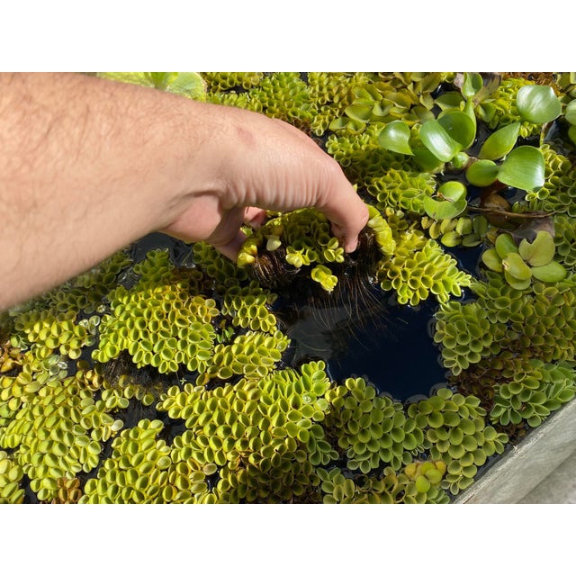 Bèo tai chuột - Salvinia cucullata