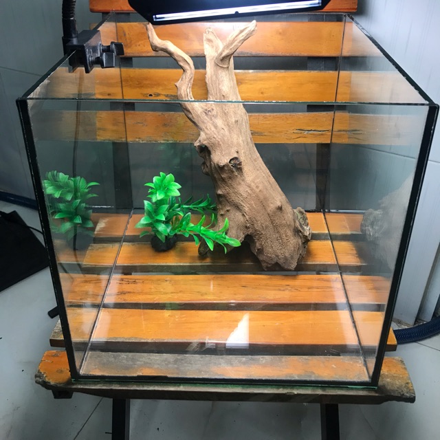 Hồ cubic 30cm kính 5 li và 6 li